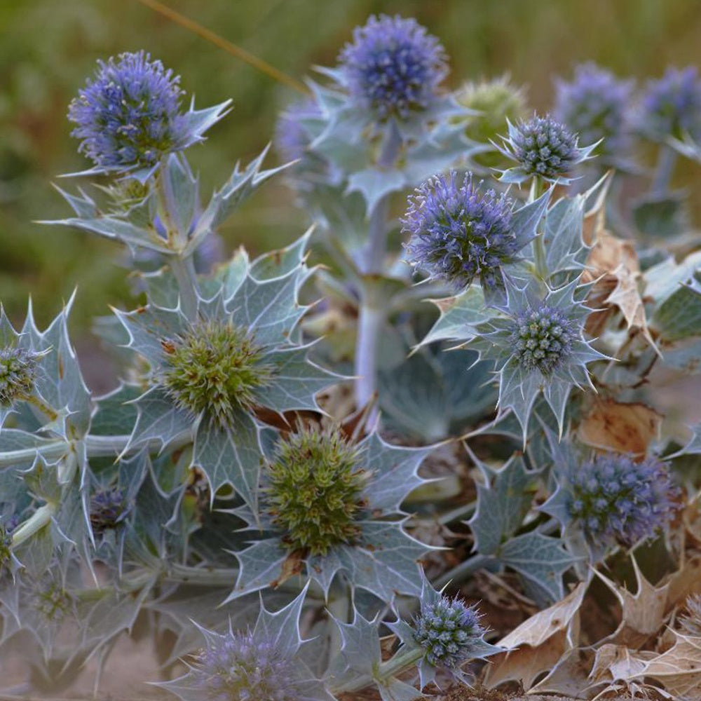 Bakker - Panicaut maritime - Eryngium maritimum - Arbustes et vivaces