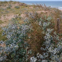 Eryngium maritimum - Panicaut maritime - Plantes vivaces