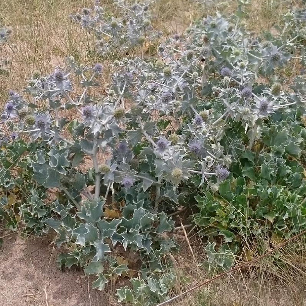 Eryngium maritimum - Panicaut maritime - Panicaut