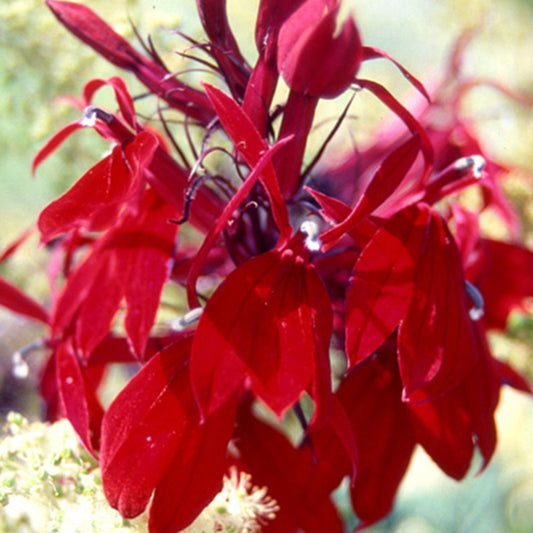 Bakker - Lobelia Russian Princess - Lobelia speciosa russian princess - Arbustes et vivaces