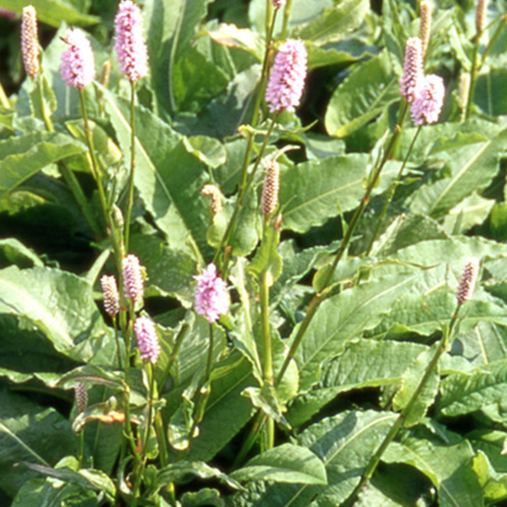 Bakker - Renouée Persicaria bistorta Superba - Persicaria bistorta superba - Plantes d'extérieur