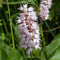 Bakker - Renouée Persicaria bistorta Superba - Persicaria bistorta superba - Arbustes et vivaces