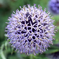 Bakker - Boule azurée Blue Globe - Echinops bannaticus blue globe - Plantes d'extérieur