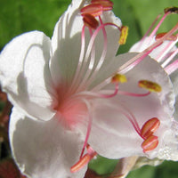 Bakker - Géranium des Balkans Spessart - Geranium macrorrhizum spessart - Plantes vivaces