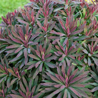 Bakker - Euphorbe amygdaloides Ruby Glow - Euphorbia amygdaloides ruby glow - Plantes d'extérieur