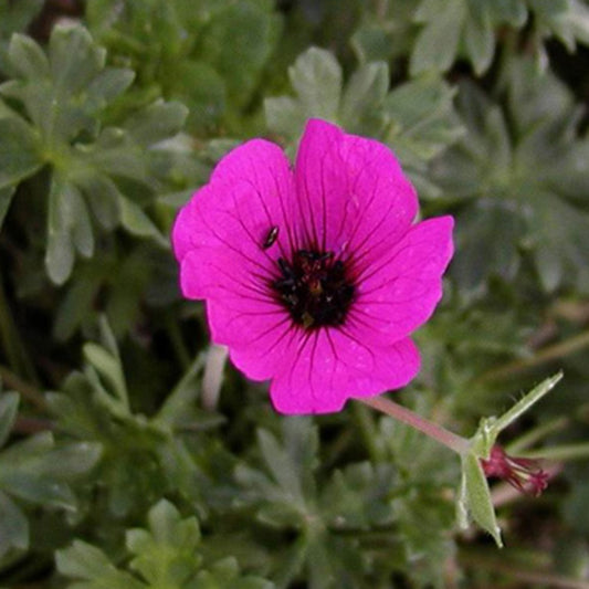 Géranium cendré Splendens - Bakker