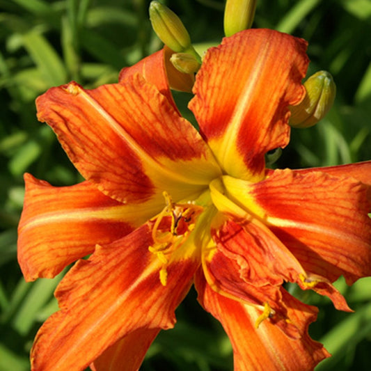 Hémérocalle fauve Flore Pleno - Bakker
