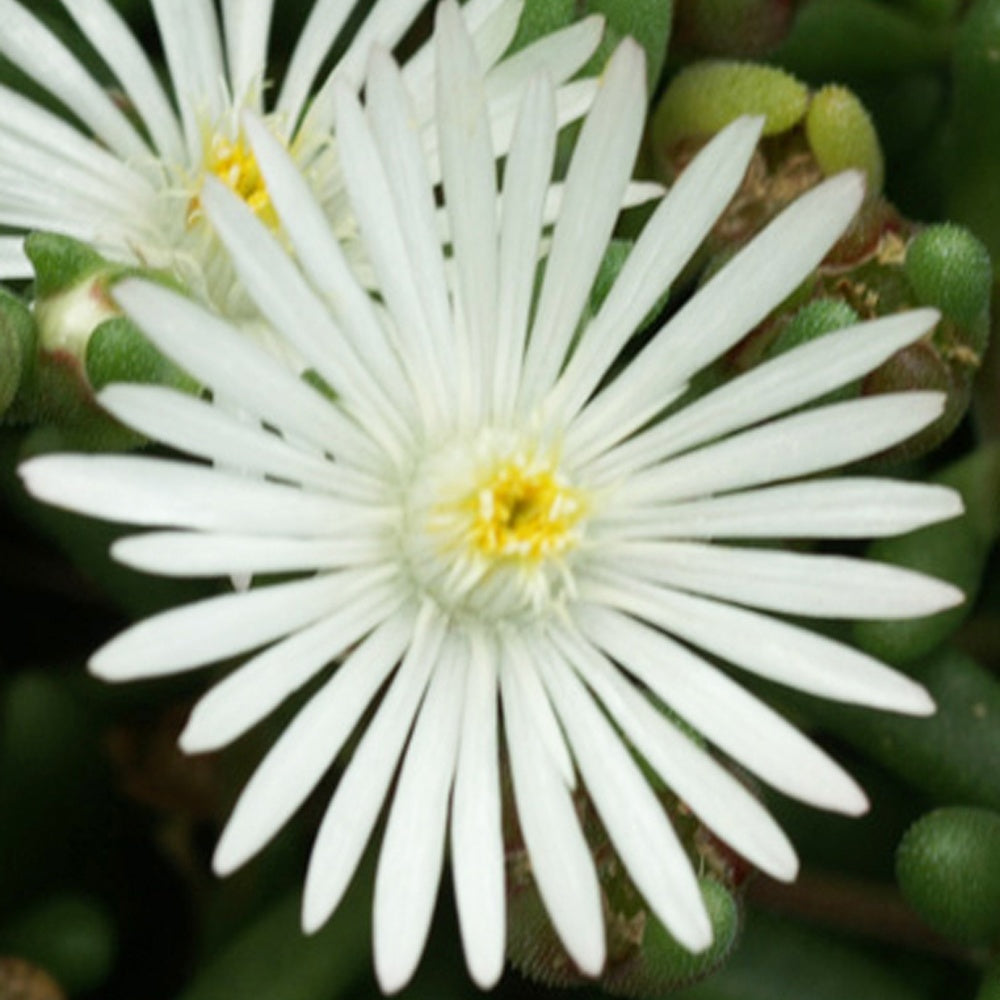 Delosperma 'graaf reinet' - Delosperma Graaf Reinet - Delosperma
