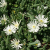 Delosperma Graaf Reinet - Bakker.com | France