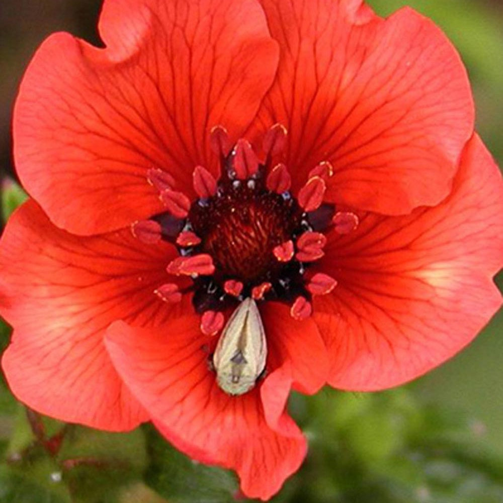 Bakker - Potentille sanguine - Potentilla atrosanguinea - Plantes d'extérieur