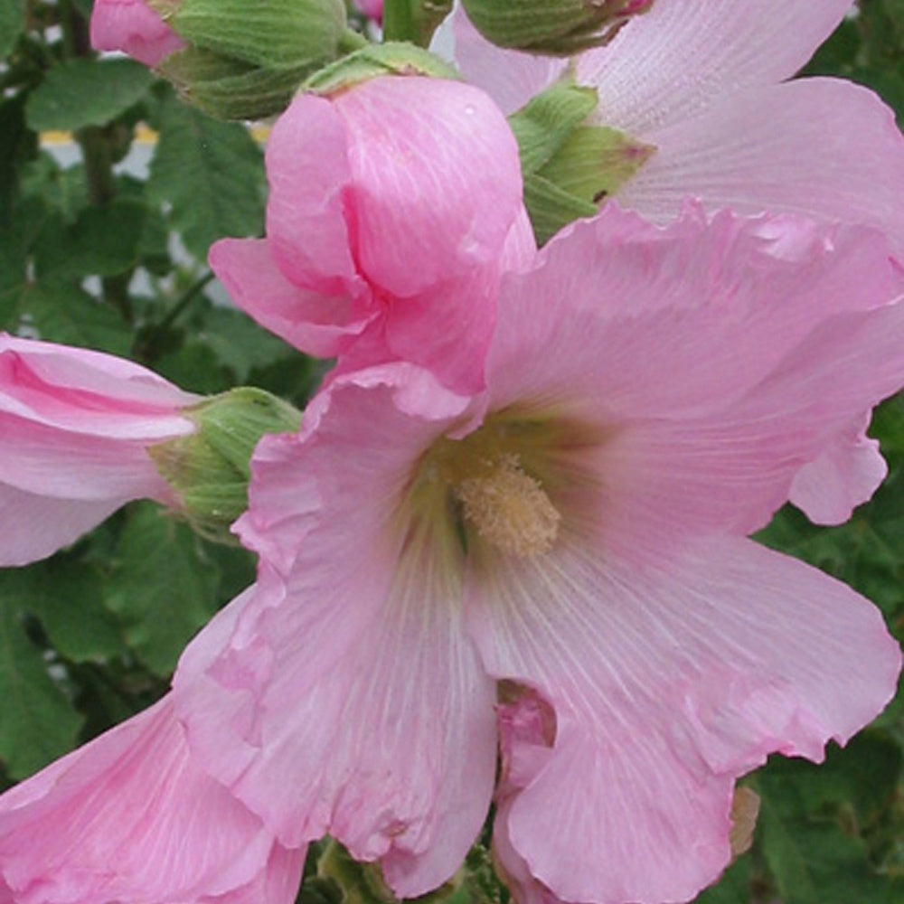 Rose trémière à feuilles de figuier - Alcea ficifolia - Bakker