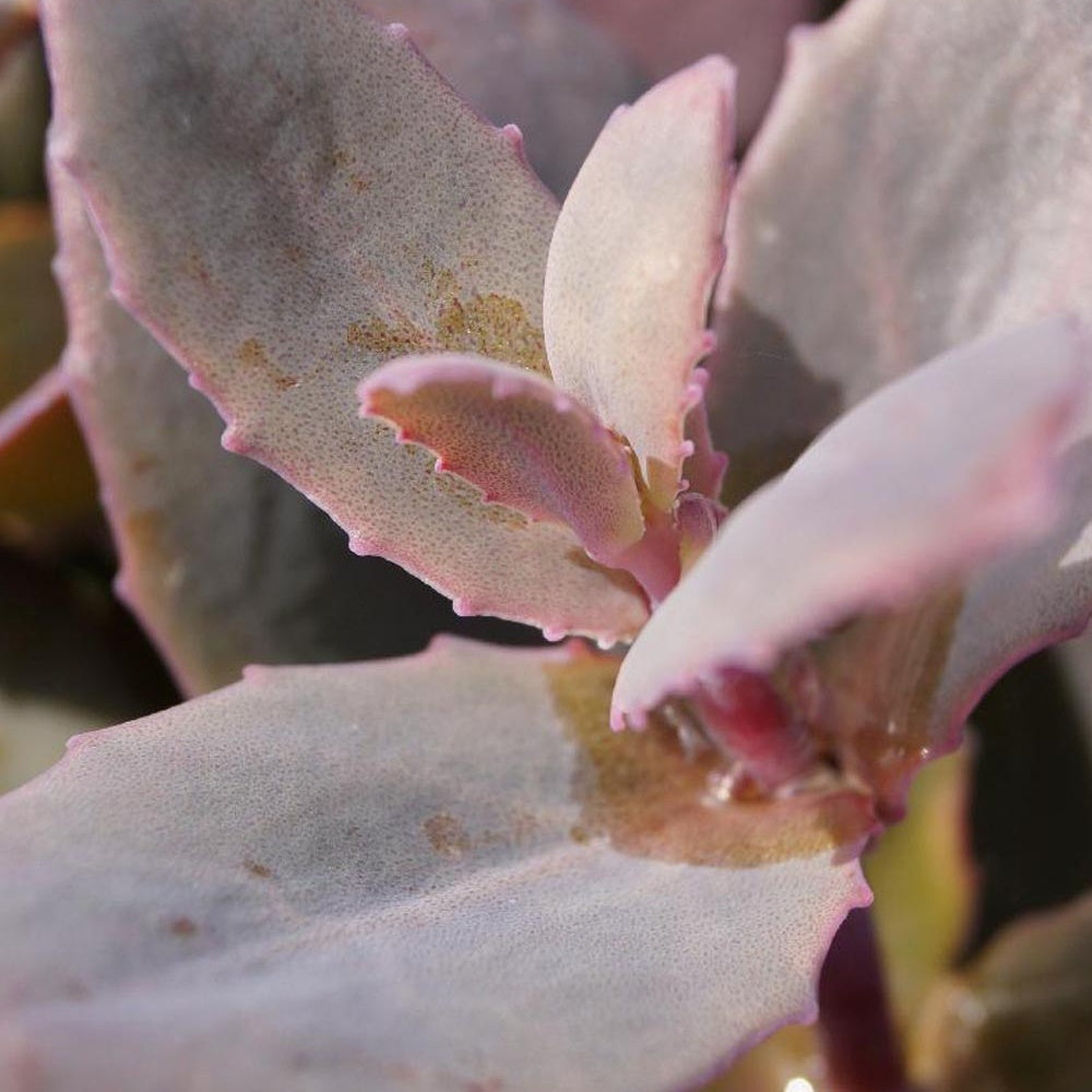 Sedum 'chocolate cherry' - Sedum Chocolate Cherry - Sedum - Orpin