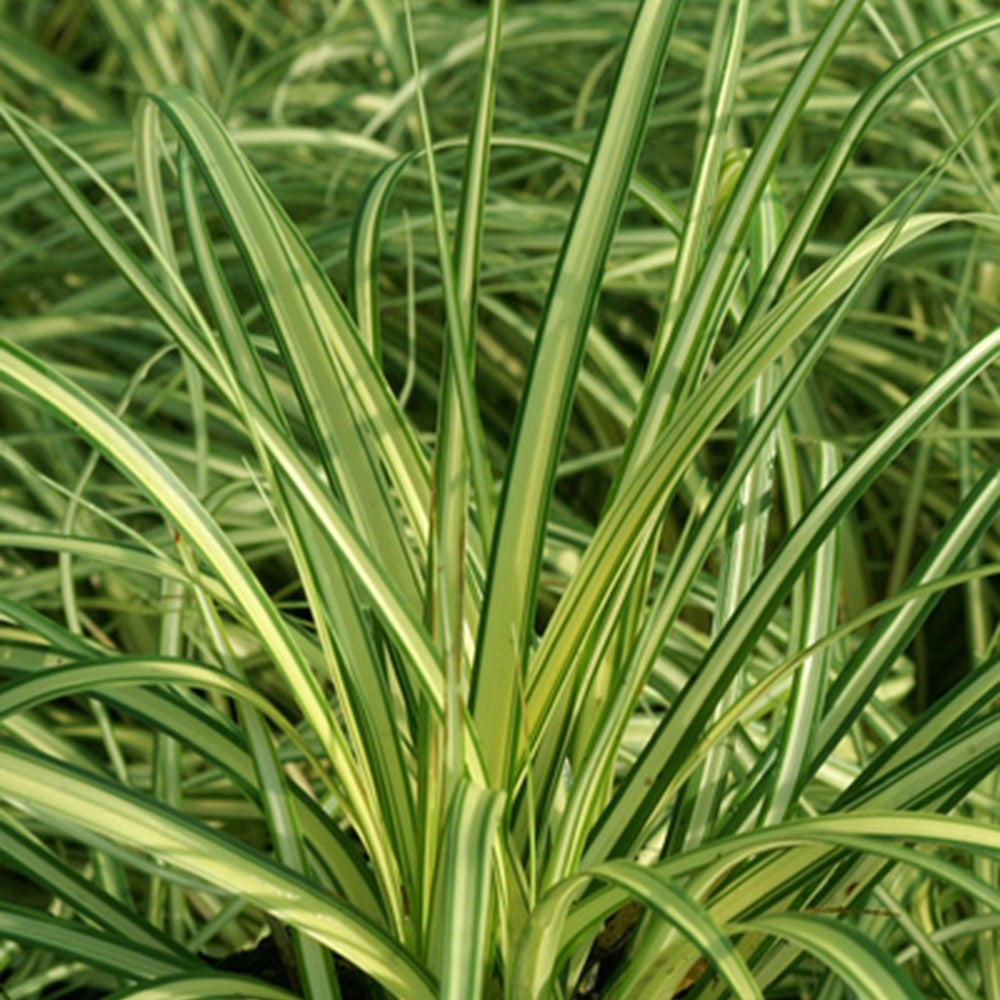 Laîche d'Oshima 'Evergold' - Carex oshimensis evergold - Bakker