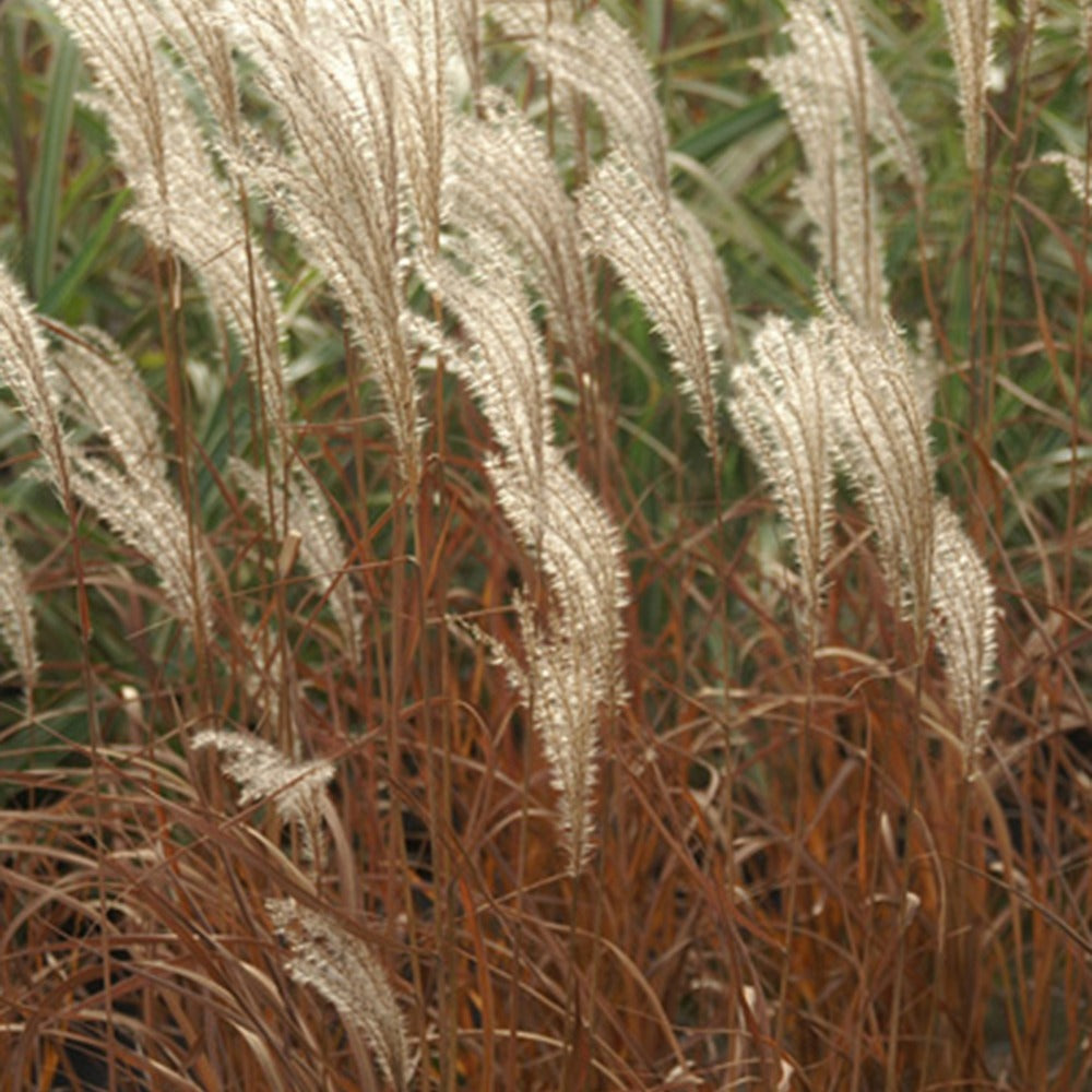 Bakker - Roseau de Chine 'Adagio' - Miscanthus sinensis Adagio - Graminées