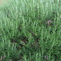 Vente Romarin officinale - Romarin