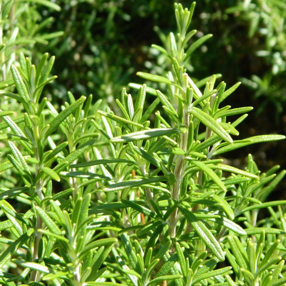 Romarin officinale - Romarin - Bakker