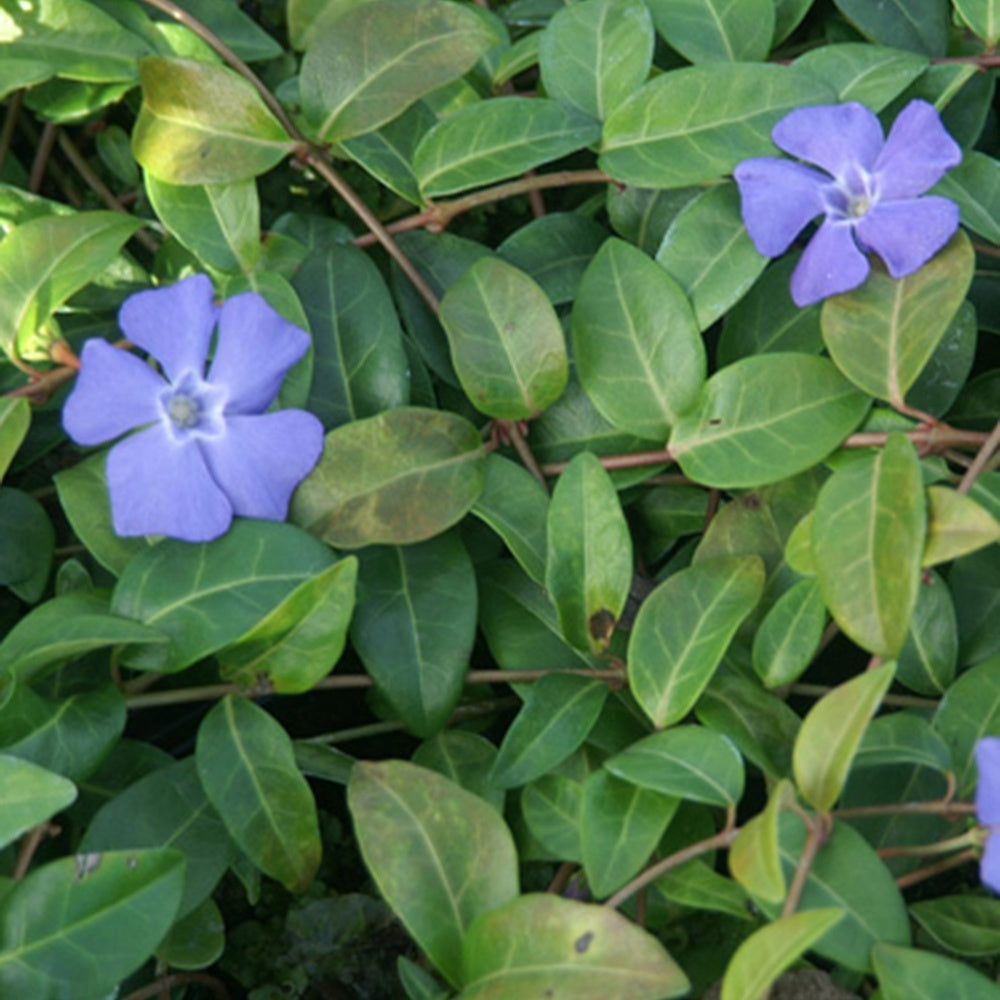 Vinca minor - Petite pervenche - Pervenche