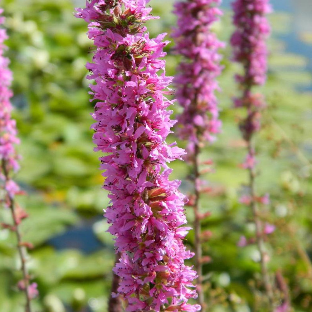 Lythrum salicaria - Salicaire commune - Toutes les plantes de bassin