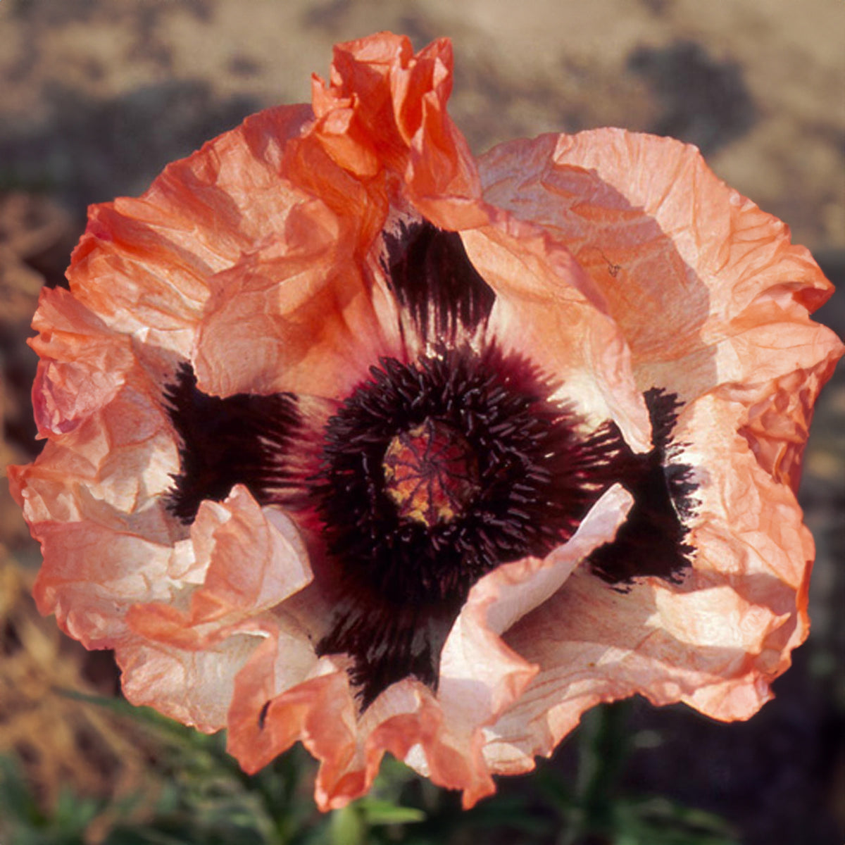 Pavot d'Orient 'Picotee' - Bakker