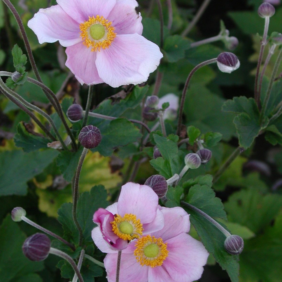 Anemone hupehensis September Charm - Anémone d'automne 'September Charm' - Plantes vivaces