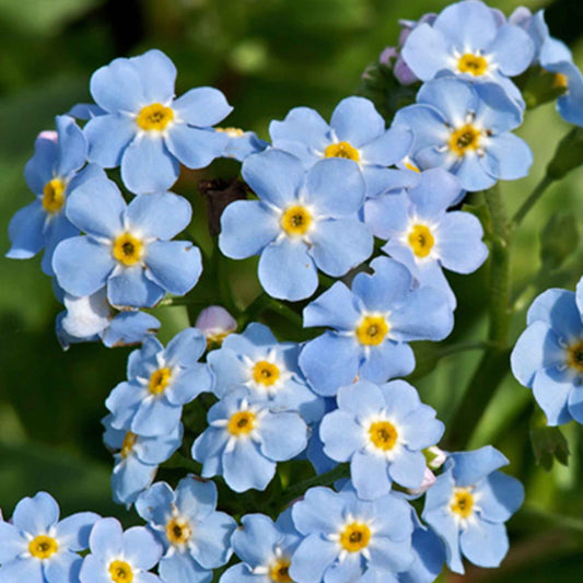 Myosotis des marais - Bakker