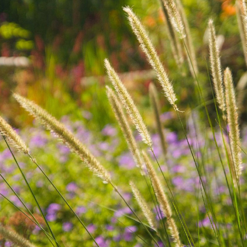 Pennisetum macrourum - Pennisetum macrourum - Bakker