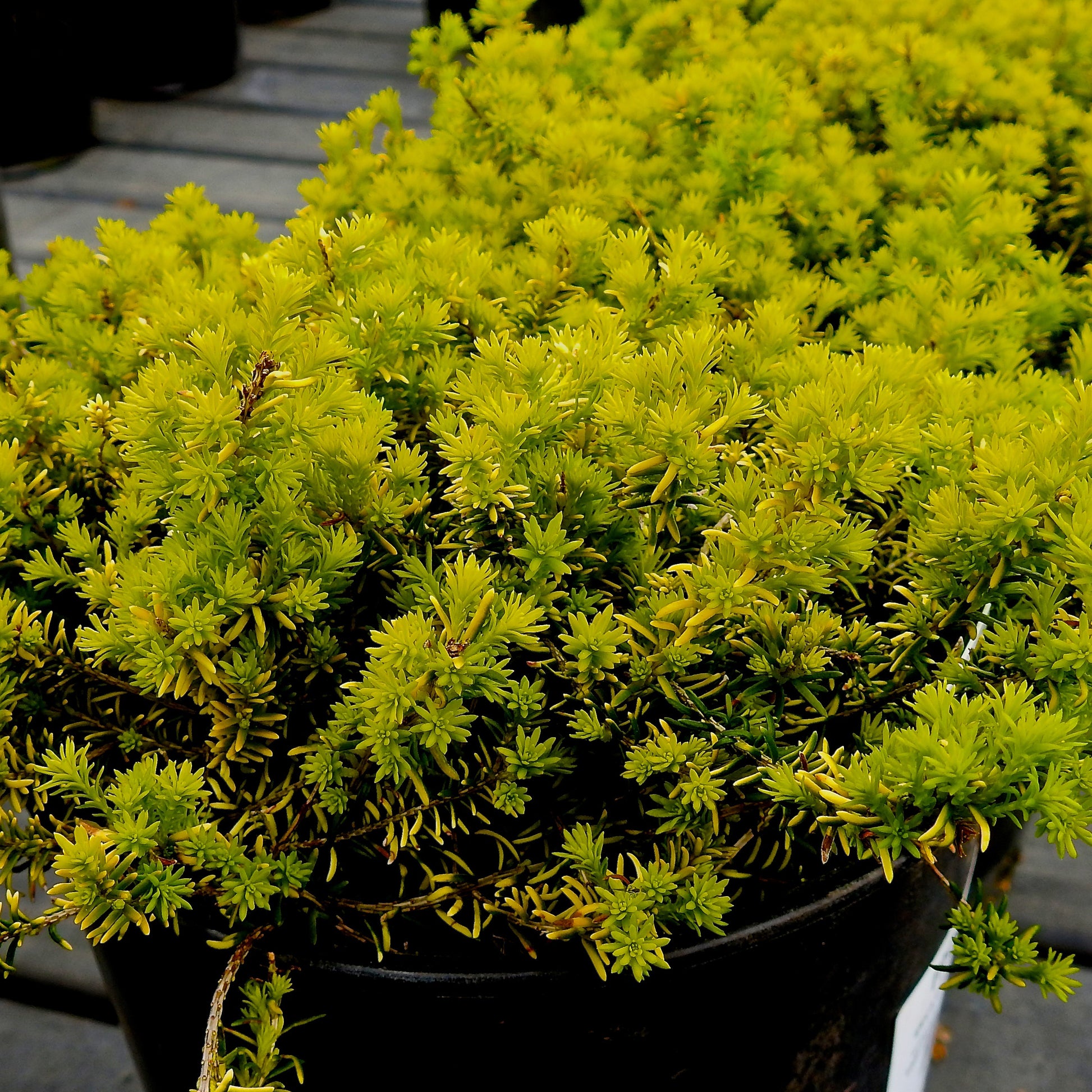 Bakker - Bruyère d'hiver Golden Starlet - Erica carnea golden starlet - Plantes d'extérieur