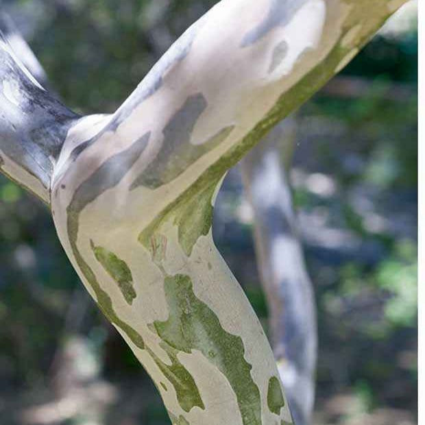 Vente Lilas des Indes blanc