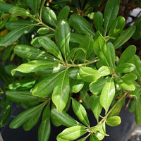 Vente Pittosporum tobira - Arbustes à feuillage persistant