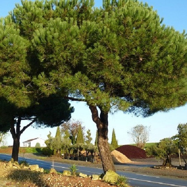 Bakker - Pin parasol - Pinus pinea - Plantes d'extérieur