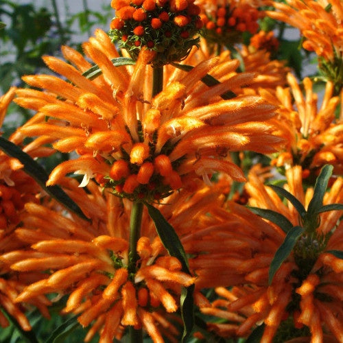 Leonotis leonurus - Queue de lion - Vivaces fleuries