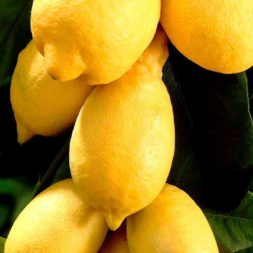 Citronniers - Citronnier - Citrus limon - Citrus limon