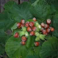 Noisetier Longue d'Espagne - Bakker