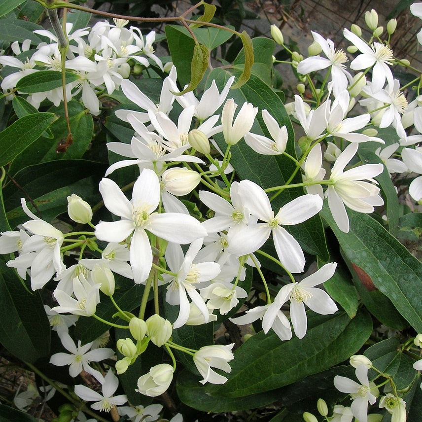Clematis armandii - Clématite 'Armandii' blanc - Clématite