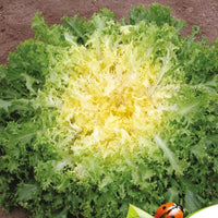 Chicorée frisée très fin - Myrna Bio - Bakker
