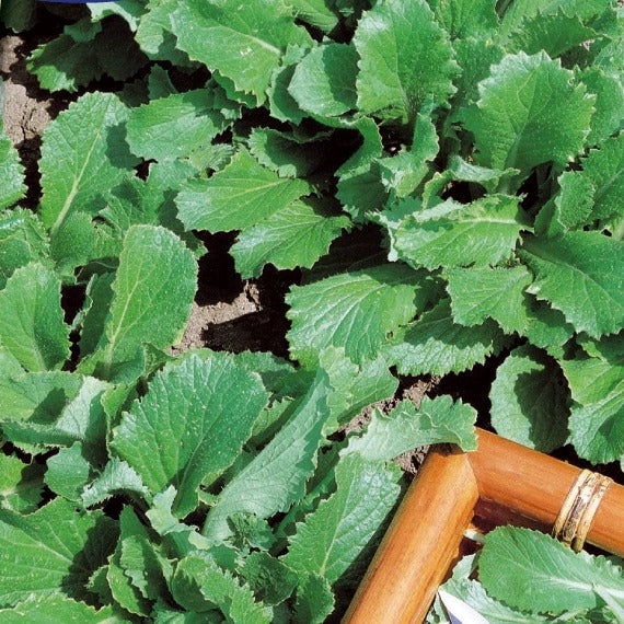 Feuille de chou navet vert - Brassica rapa - Bakker