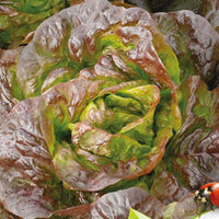 Laitue pommée Roxy Bio - Bakker