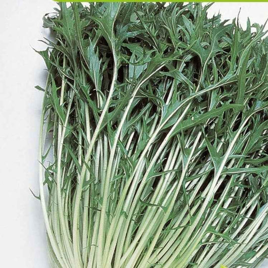 Chou salade Japonais Mizuna Bio - Bakker
