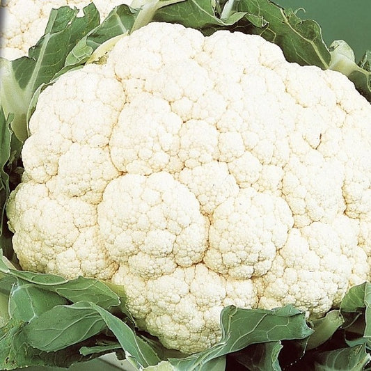 Chou-fleur Alpha 6 Fortados - Bakker