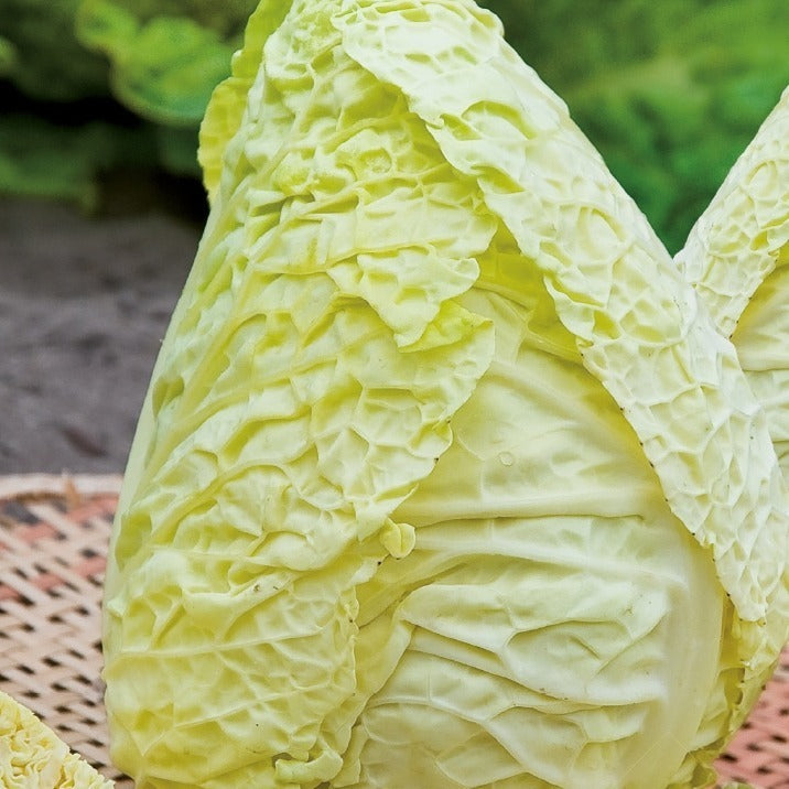 Bakker - Chou de Milan Bloemendaalse Gele Bio - Brassica oleracea sabauda milan bloemendaalse gele - Potager