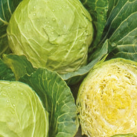 Bakker - Chou cabus blanc Roem van Enkhuizen 3 Bio - Brassica oleracea  capitata roem van enkhuizen 3 - Potager