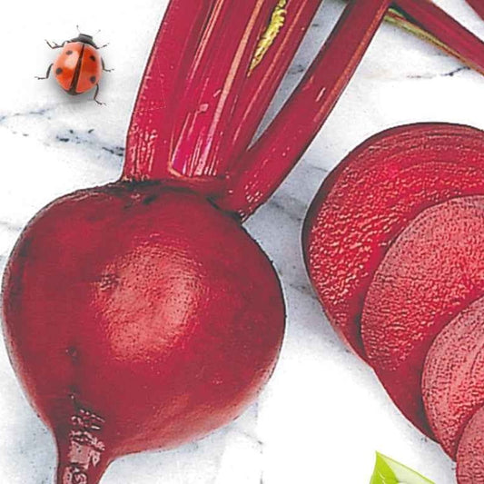 Betterave rouge de Détroit 2 - Storuman Bio - Bakker