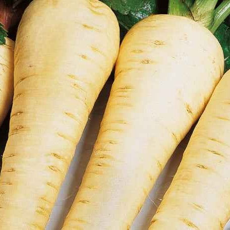 Panais demi-long Gladiator F1 - Bakker