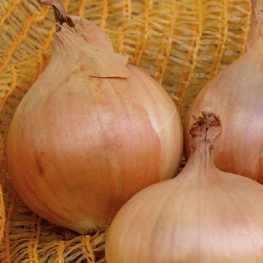 Oignon jaune Sturon Bio - Bakker