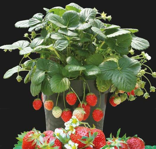 Fraisier à moyens fruits Temptation - Bakker