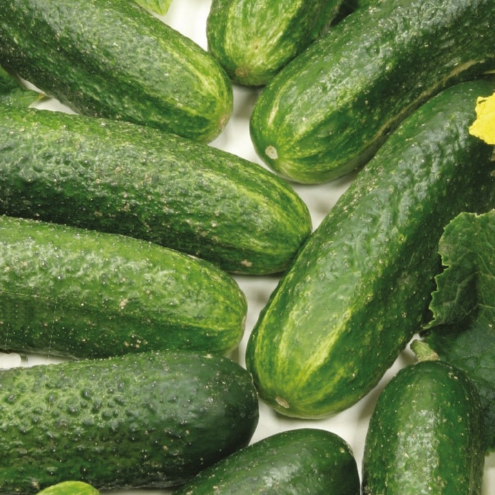 Cornichon Diamant F1 Bio - Bakker