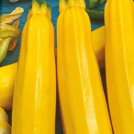 Graines de courgettes - Courgette Soleil F1 - Cucurbita pepo soleil f1