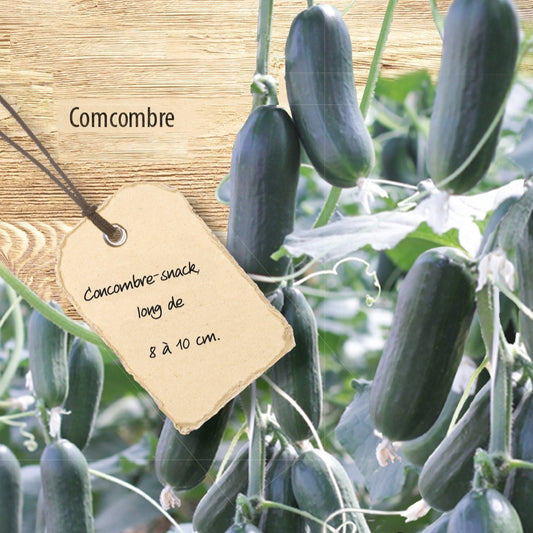 Bakker - Concombre mini Hopeline F1 - Cucumis sativus mini hopeline f1 - Potager