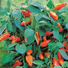 Poivron pour pot Tangerine Dream F1 - Bakker