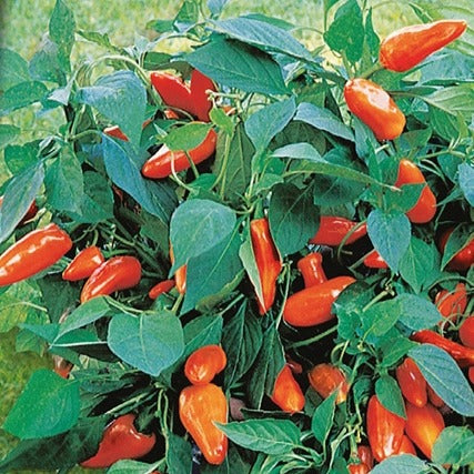 Poivron pour pot Tangerine Dream F1 - Bakker